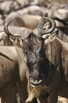 Africa, Kenya, Masai Mara GR, Lower Mara, White-bearded Wildebeest or Gnu, Connochaetes taurinus