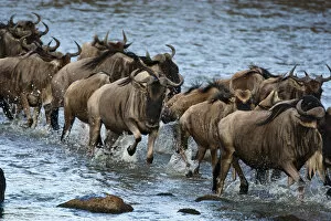 Images Dated 5th December 2007: Africa, Kenya, Masai Mara GR, Mara Triangle, White-bearded Wildebeest or Gnu, Connochaetes