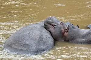 Kenya Prints: Africa, Kenya, Masai Mara. Hippopotamus resting head on back on another hippo. Credit as