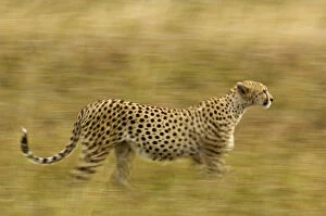 Africa, Kenya, Masai Mara. Motion blur of cheetah stalking prey
