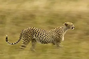 Stalking Prints: Africa, Kenya, Masai Mara. Motion blur of cheetah stalking prey