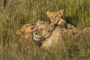 Kenya Gallery: Africa, Kenya, Masai Mara National Reserve. African Lion (Panthera leo) female with cubs