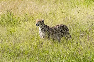 Kenya Gallery: Africa, Kenya, Masai Mara National Reserve. Cheetah (Acinonyx jubatus) 2016-08-04