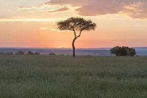 Kenya Gallery: Africa, Kenya, Masai Mara National Reserve. Sunset over tree. 2016-08-04