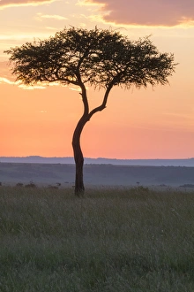 Kenya Gallery: Africa, Kenya, Masai Mara National Reserve. Sunset over tree. 2016-08-04