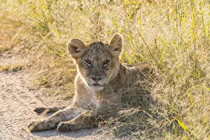 Kenya Gallery: Africa, Kenya, Masai Mara National Reserve. African Lion (Panthera leo) cubs. 2016-08-04