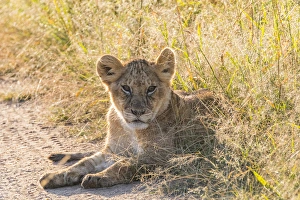 Kenya Gallery: Africa, Kenya, Masai Mara National Reserve. African Lion (Panthera leo) cubs. 2016-08-04