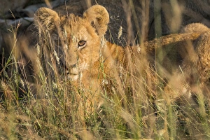 Kenya Gallery: Africa, Kenya, Masai Mara National Reserve. African Lion (Panthera leo) female with cubs