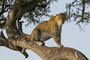 Kenya Gallery: Africa, Kenya, Masai Mara National Reserve, African Leopard (Panthera pardus pardus) in tree