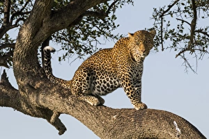 Kenya Gallery: Africa, Kenya, Masai Mara National Reserve, African Leopard (Panthera pardus pardus) in tree