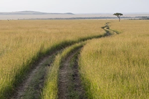 Kenya Gallery: Africa, Kenya, Masai Mara National Reserve. Savannah with tire tracks. 2016-08-04