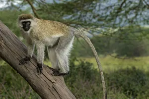 Vervet Prints: Africa, Kenya, Masai Mara National Reserve