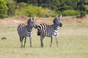 Africa, Kenya, Masai Mara National Reserve. Plains Zebra, Equus quagga. 2016-08-04