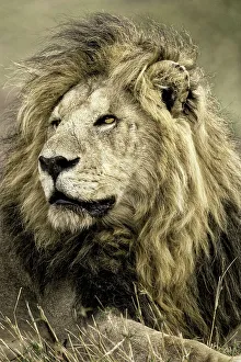 Predatory Prints: Africa, Kenya, Masai Mara National Reserve. Portrait of old male lion