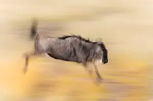 Art Morris Prints: Africa, Kenya, Masai Mara National Wildlife Reserve. Abstract blur of jumping wildebeest
