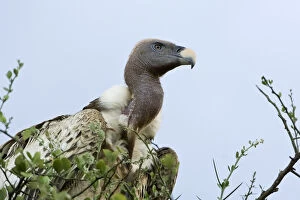 Africa, Kenya, Masai Mara. White-back vulture in a tree