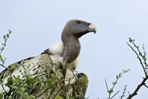 Kenya Prints: Africa, Kenya, Masai Mara. White-back vulture in a tree
