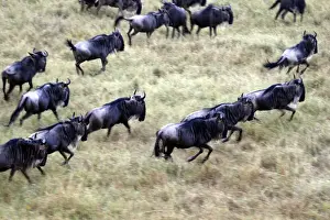 Artiodactyla Prints: Africa, Kenya, Masai Mara. Wildebeest migration in the Msai Mara