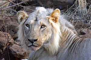 Nose Prints: Africa, Kenya, Meru. Face of feeding lion