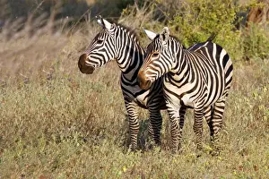 Ungulate Prints: Africa, Kenya, Meru. Pair of Zebras in Meru National Park