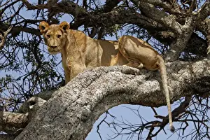 Lion Prints: Africa, Kenya, Msai Mara. A female lion resting in a tree