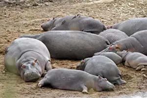 Africa, Kenya, Msai Mara. Hippos resting on the banks of the Mara River
