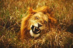 Game Drive Prints: Africa, Kenya, Msai Mara. Male lion. Wild (panthera leo)