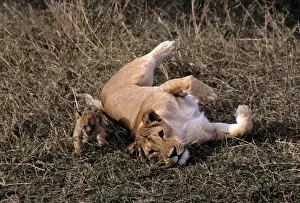 Lincoln Peak Prints: Africa, Kenya, Msai Mara. A mother lioness cares for her cub in the Msai Mara, Kenya