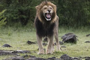 Animals Collection: Africa, Kenya, Msai Mara National Reserve