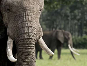 Tusk Prints: Africa, Kenya, Msai Mara National Reserve. Close-up of elephant head. Credit as