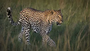 Africa, Kenya, Msai Mara National Reserve. Close-up of walking leopard. Credit as
