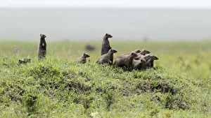 Africa, Kenya, Msai Mara National Reserve. Group of banded mongooses. Credit as