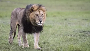 Images Dated 20th January 2018: Africa, Kenya, Msai Mara National Reserve