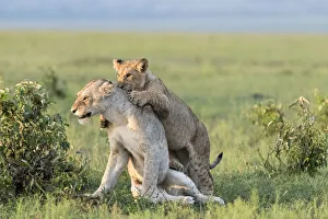 Images Dated 20th January 2018: Africa, Kenya, Msai Mara National Reserve. Female lion and playful cub. Credit as