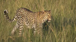 Images Dated 21st January 2018: Africa, Kenya, Msai Mara National Reserve. Close-up of walking leopard. Credit as