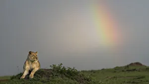 Images Dated 24th January 2018: Africa, Kenya, Msai Mara National Reserve