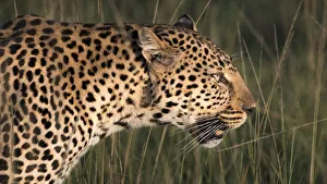Images Dated 21st January 2018: Africa, Kenya, Msai Mara National Reserve. Close-up of walking leopard. Credit as