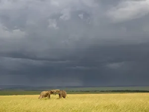 Images Dated 24th January 2018: Africa, Kenya, Msai Mara National Reserve. Storm clouds over elephants at sunset
