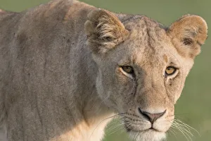 Images Dated 17th January 2018: Africa, Kenya, Msai Mara National Reserve
