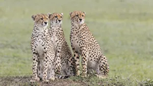 Images Dated 17th January 2018: Africa, Kenya, Msai Mara National Reserve