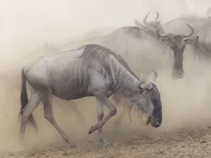 Images Dated 30th July 2016: Africa, Kenya, Msai Mara National Reserve. Dusty wildebeest migration. Credit as
