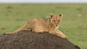 Images Dated 18th January 2018: Africa, Kenya, Msai Mara National Reserve. Lion cub on termite mound. Credit as