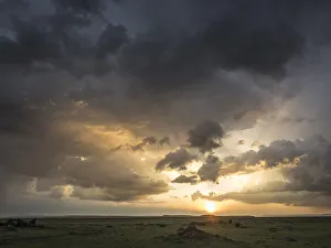 Images Dated 24th January 2018: Africa, Kenya, Msai Mara National Reserve. Storm clouds over savannah at sunset
