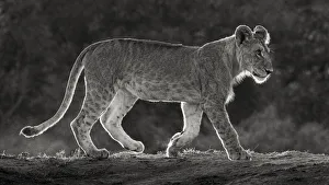 Walk Prints: Africa, Kenya, Msai Mara National Reserve. Backlit close-up of young lion