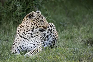 Africa, Kenya, Msai Mara National Reserve. Close-up of resting leopard
