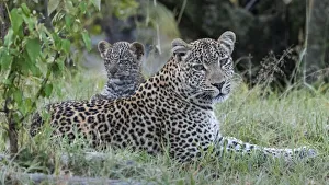 Images Dated 20th July 2019: Africa, Kenya, Msai Mara National Reserve. Close-up of leopard mother and cub