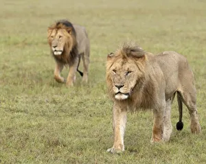Images Dated 20th July 2019: Africa, Kenya, Msai Mara National Reserve. Close-up of two walking lions