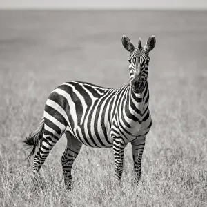 Images Dated 20th July 2019: Africa, Kenya, Msai Mara National Reserve. Close-up of lone zebra