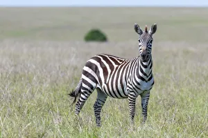 Images Dated 3rd April 2020: Africa, Kenya, Msai Mara National Reserve. Close-up of lone zebra