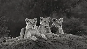 Images Dated 20th July 2019: Africa, Kenya, Msai Mara National Reserve. Three resting lions